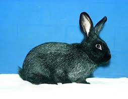 The beautiful beveren rabbit was originally raised as a meat rabbit. Rare Variety Archives Fur And Feather