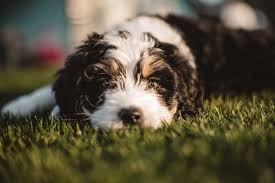 We did not find results for: Australian Bernedoodle Vs Bernedoodle Detailing The Differences And Which Is The Best Breed Oodle Life