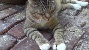Carlene fredericka brennen, welcomes you, author of hemingway's cats. Hemingway S Polydactyl Cats The Wonder Of Science