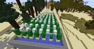 Why do we need them? Cactus Farm Is Not Working Survival Mode Minecraft Java Edition Minecraft Forum Minecraft Forum