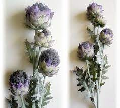 Scottish Thistle Flowers By Thistle Flowers Usa Las Vegas Nevada Usa Scottish Flowers Thistle Flower Thistle Flower Arrangement