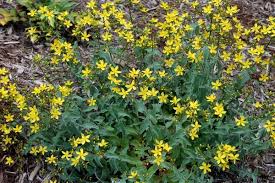 Image result for Hypericum