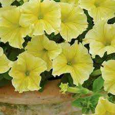 Petunia Fanfare Yellow Yellow Flowering Plants Petunias Planting Flowers