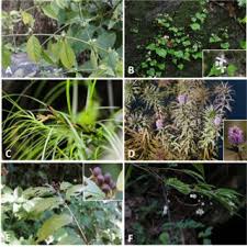 Image result for Achyrospermum micranthum