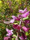 Image result for Syncolostemon