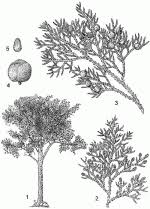 Image result for Juniperus procera