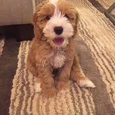 F1b Female Labradoodle Puppy For Sale Price 750 Send Email To Kikabale92 Gmail Com For More Info Labradoodle Puppy Labradoodle Puppies For Sale Labradoodle