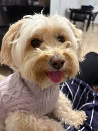 Any dog walker and doggy day care recommendations please ?