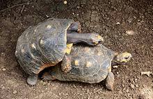 Red Footed Tortoise Wikipedia