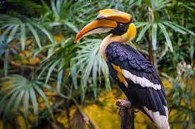 Langkawi wildlife park and bird paradise is totally different from the rest of the wildlife parks so here are some insider tips to facilitate your visit to the paradise: Langkawi Wildlife Park And Crocodile Farm Shore Excursions Asia