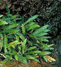 Image result for Blechnum punctulatum