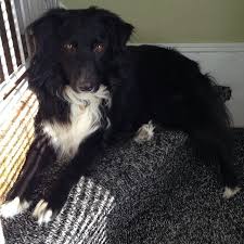 All Black Australian Shepherd Puppy All Australian Shepherds All The Time Black Australian Shepherd Australian Shepherd Dogs Australian Shepherd