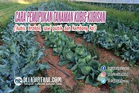 Daunnya berwarna hijau kemerahan dan masih sering ditanam. Cara Pemupukan Tanaman Kubis Kubisan Kubis Brokoli Sawi Putih Dan Kembang Kol