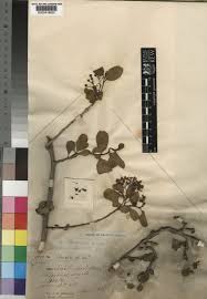 Image result for Ehretia obtusifolia