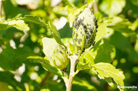 Maybe you would like to learn more about one of these? Hibiscus Plant And Flower How To Grow And Care For Hibiscus Tree Plantopedia