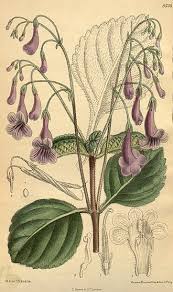 Image result for Streptocarpus hirticapsa