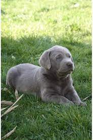 pin by michelle cunningham on fun labrador retriever puppies labrador puppy labrador retriever