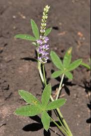 Image result for Cullen tomentosum