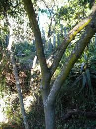 Image result for Diospyros dichrophylla