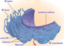 Maybe you would like to learn more about one of these? 12 Organel Sel Hewan Dan Fungsinya
