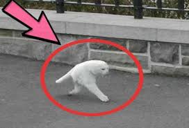 أغرب الصور فى العالم صور مضحكة وغريبة Video New Animals Blog Posts