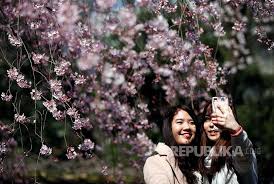 Bunga sakura akan mulai mekar di wilayah kochi, fukuoka, dan hiroshima pada pertengahan sampai akhir maret. Musim Bunga Sakura Di Jepang Diperkirakan Tiba Lebih Awal Republika Online