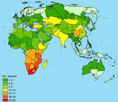 Image result for Asparagus minutiflorus