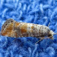 Image result for Rhytachne triaristata