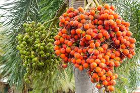 In addition, if a visitor arrives at a local. Seeds Village Malabar Supari Arecanut Areca Palm Betel Nut Palm Seeds 5 Hand Picked Fresh Seeds For Growing Amazon In Garden Outdoors