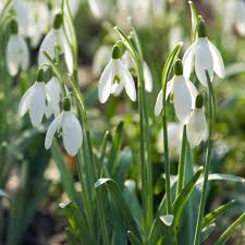 Make sure you use a specially formulated compost, like westland bulb planting compost to keep them moist, as snowdrop bulbs are prone to drying out over the summer. Galanthus Nivalis Common Snowdrop Bulbs Spring Flowering Bulbs Country Garden Flowers Scent Garden