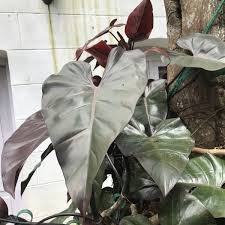 Philodendron erubescens or blushing philodendron is a perennial evergreen vine native to colombia. Philodendron Erubescens Blushing Philodendron Plant Catalog Gci