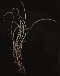 Image result for Microchloa