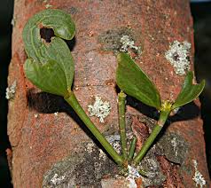 Image result for Viscum hildebrandtii