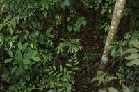 Image result for Anisophylleaceae