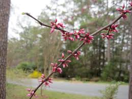 Redbud trees are one of the showiest trees beautiful pink flowers. What We Re Growing Transplanting A Redbud Yikes Money