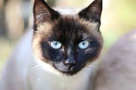 The breed of siamese cat is quite intelligent. Siamese Cat Personality Care And Health Problems Meowpassion