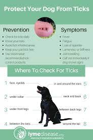 Lyme Sci Found A Tick On Your Dog What You Need To Know