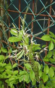 Image result for Sericostachys