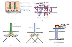 In general, long stretches of the plasma membranes of neighboring plant cells cannot touch one another because the cell wall that surrounds each cell. Schematic Diagram Of Tight Junctions A Adherens Junctions B Download Scientific Diagram