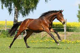 4 peitschenwürmer haben ihren namen von ihrem peitschenförmigen aussehen, denn sie verfügen über ein fadenförmiges vorderteil, an das sich ein dickeres hinterteil anschließt. Pferde Jetzt Gegen Das West Nil Virus Impfen