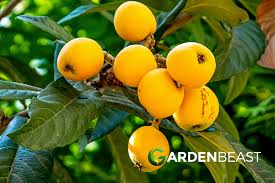 The flowers on a fruit tree need some apple trees, such as bramley, are sterile and cannot pollinate another apple tree, but they can be pollinated. Loquat Tree Guide How To Grow Care For Loquat Trees