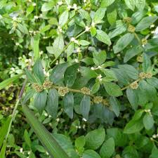 Image result for Euphorbia granulata