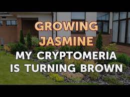 We did not find results for: My Cryptomeria Is Turning Brown Youtube