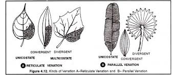 structure of a typical leaf with diagram