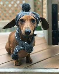 Dachshund Dog Fashion Dachshund Breed Dachshund Love Weenie Dogs