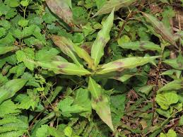 Image result for Persicaria barbata