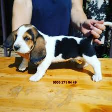 Basset Hound Ilanlari Kopek Hush Puppies Roman Karakterleri