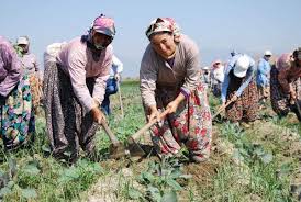 Ruyada Tarlada Capa Yapmak Ruyatabirleri Com