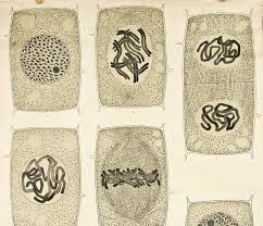 Maybe you would like to learn more about one of these? Visualising The Cell Nucleus Leaf Growth Cell Growth Cell Organelles And Cytoplasm Vi Patterns In Nature Cell Organelles Scientific Illustration