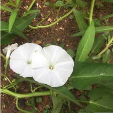 Image result for Ipomoea aquatica